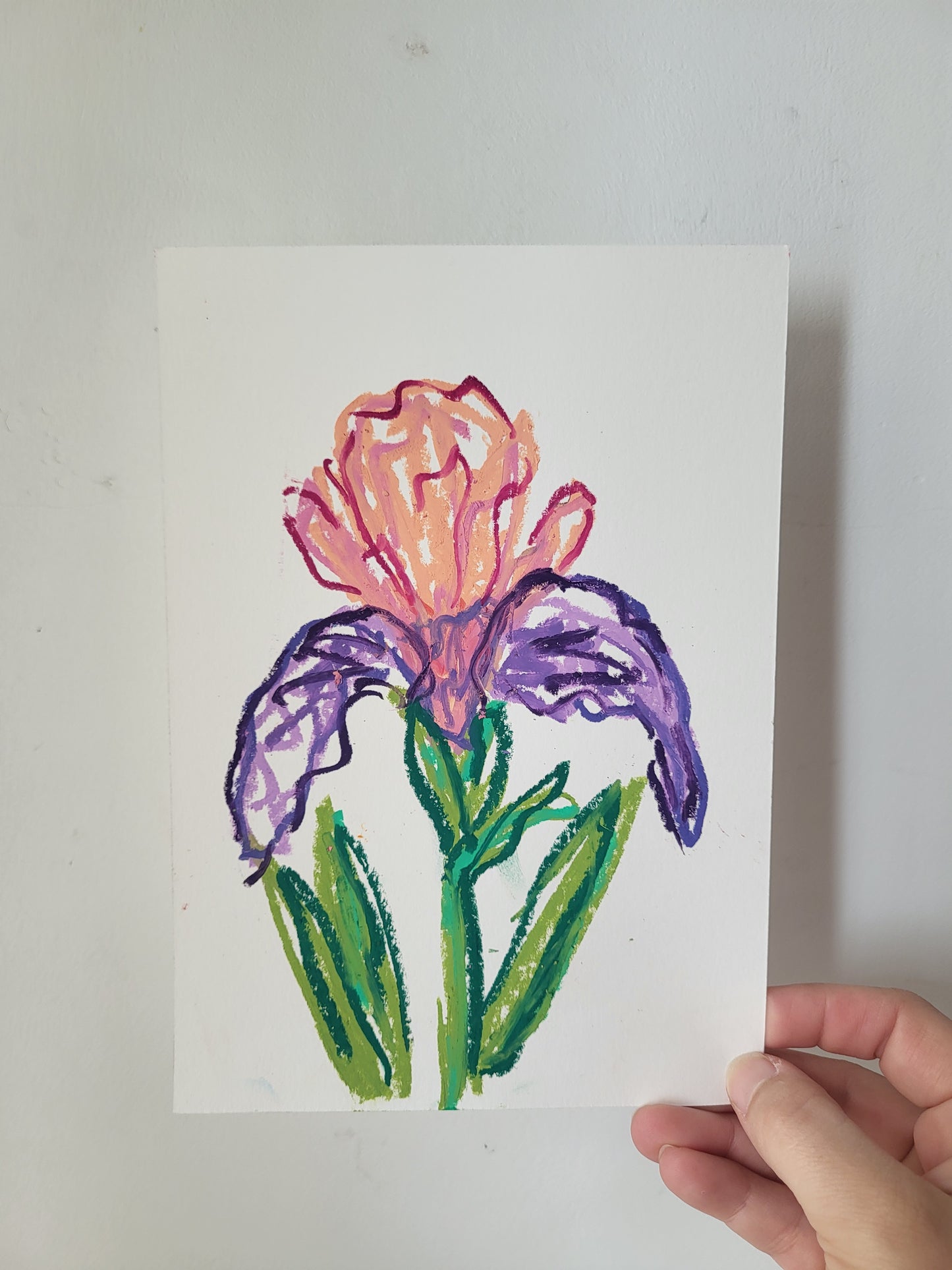 Flores Iris